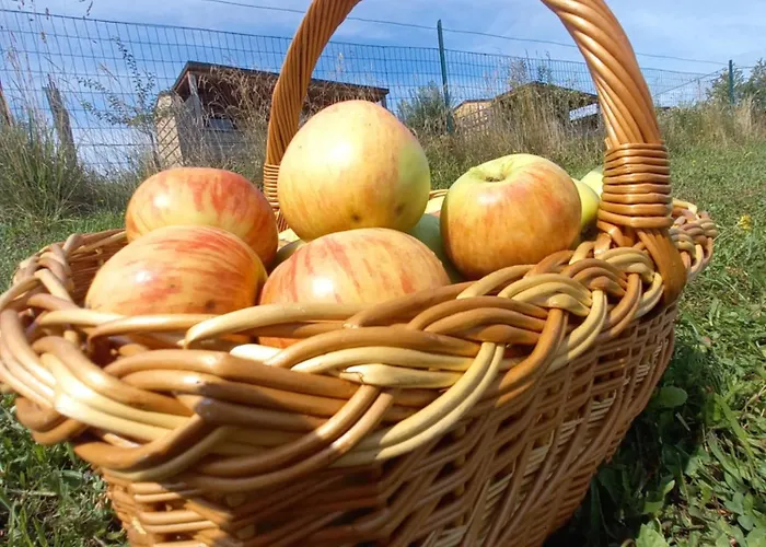 Vinea Panonika Wine & Mind Retreat Casa vacanze Radenci